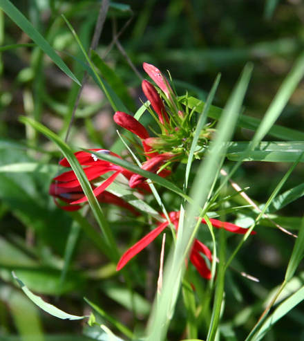 The Native Plant Society of New Jersey