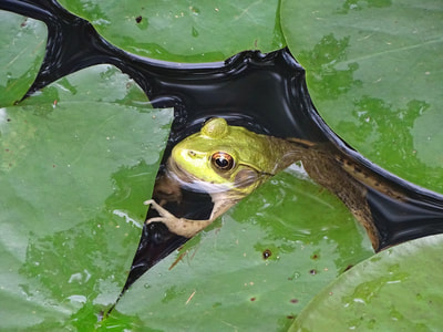 Summer Fun at Rancocas - The Rancocas Nature Center